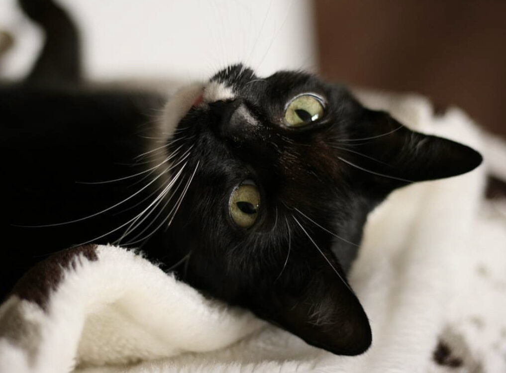 liegende Katze Nahaufnahme