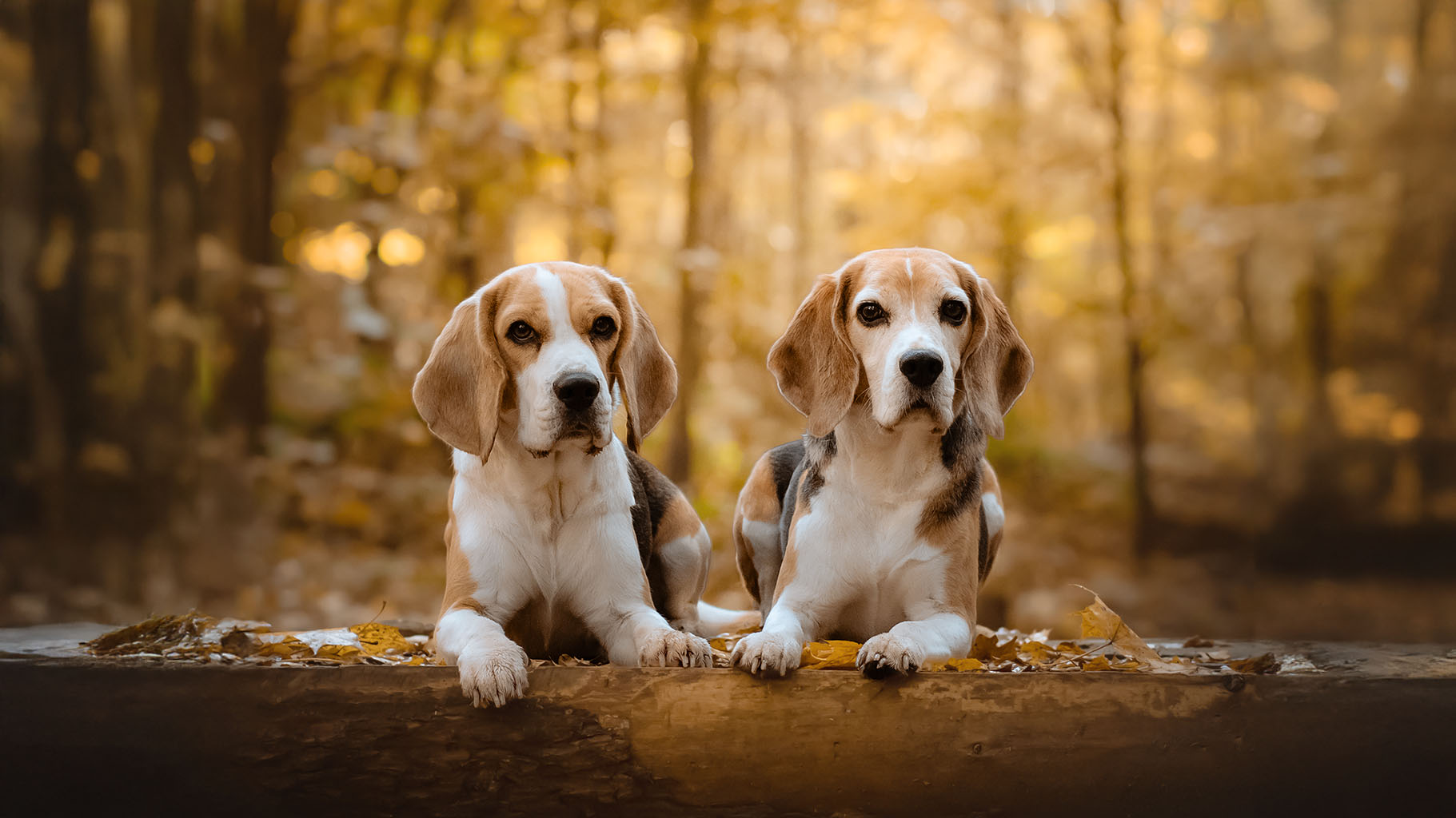 Antje & Walli & Poldi