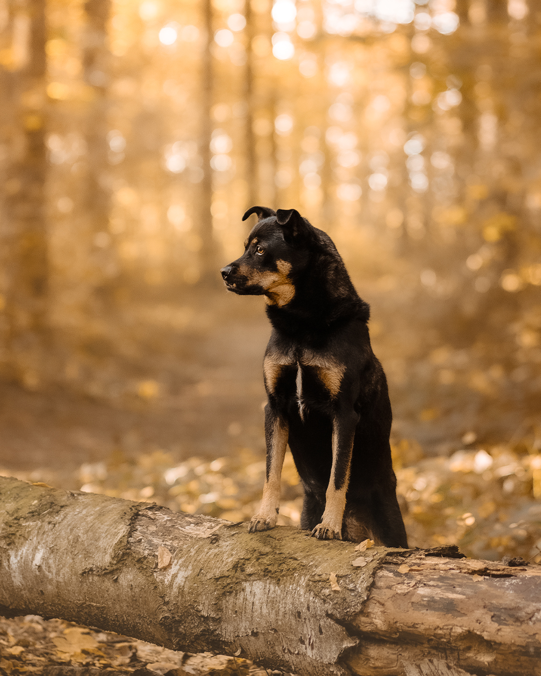 Michael & Franzi & Lucky