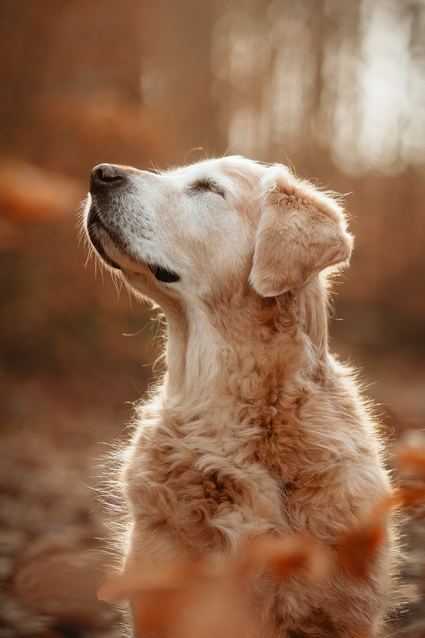 Hündin schaut verträumt in die Lust, goldene Farben, Herbstlaub, ruhiger Moment. 